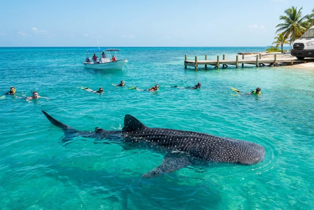 Whale shark near transfer van
